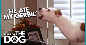 The Most Hyperactive Jack Russell You've Ever Seen | It's Me or the Dog