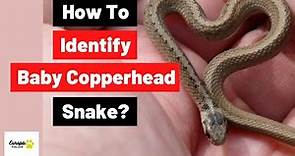 Baby Copperhead: How to identify Baby Copperhead Snake?
