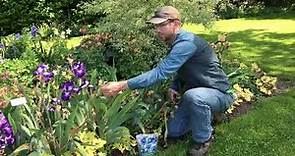 How to Care for Iris: Post-Bloom Season