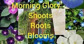 How To Grow Morning Glory Vine 👉 Care And Propagation 👍 Best Flowering Vine / Morning Glory Plant
