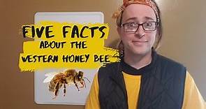 Five Facts about the Western Honey Bee