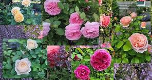 Top Roses Review In My Garden 2023 - David Austin and Kordes- Zone 6B