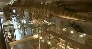 Tour the Great Mammal Hall at the Harvard Museum of Natural History