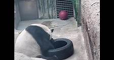 朱庭萱 Bonnie 玻璃朱 - 北京動物園探熊貓🐼 Visit Pandas at Beijing Zoo.