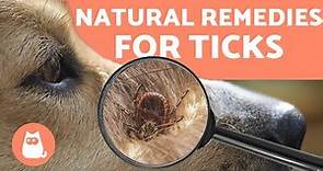 Preventing and Removing TICKS in DOGS 🕷️ 4 NATURAL REMEDIES