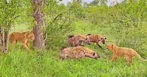Lion Cub Surrounded by Gang of Hyenas Calls Mom for Backup