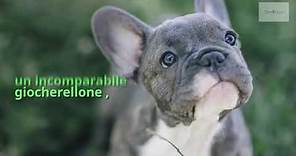 Bulldog Francese, un cane da compagnia molto simpatico