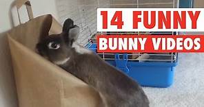 14 Funny Bunny Videos || Awesome Bunnies Compilation