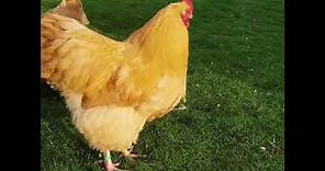 Choosing a Breeding Cockerel/Rooster