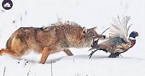 El Coyote, Una Especie De Lobo Audaz Y Salvaje