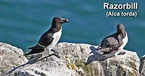 Razorbill Bird Call and pictures for Teaching BIRDSONG