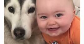 Inspirational Videos on Instagram: "They’re gonna be best friends forever ❤️ • Follow us @onenicequote for more videos like this! • Credit: @milperthusky 🎵 Song: Perfect - Boyce Avenue • • • • #doglovers #dogoftheday #dogsofinsta #dogsofig #husky #huskylove #huskylife #babycute #cutebaby #cutebabies #friendship #friendshipgoals #friendsforever #bestfriends #friendsforlife #happylife #happiness #happytime"