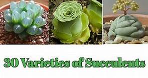 30 Types Of Succulents with Names| 30 Succulent plants Varieties | Plant and Planting