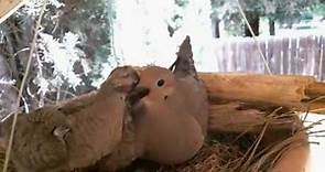 Mourning Dove Family - Part 2 (Hatching and raising young)