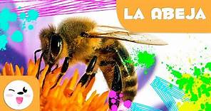 La abeja 🐝 Animales para niños 🍯 Episodio 4