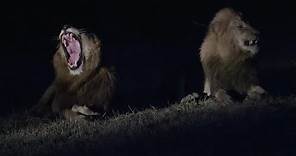 Un branco di leoni attacca un grosso bufalo nell’oscurità della notte