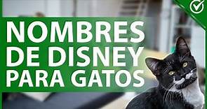 😸 Nombres para Gatos Machos o Hembras que se Inspiran en Disney - Gatos más Famosos 😸