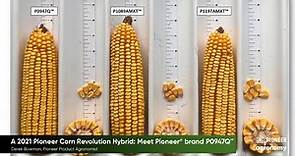 A 2021 Pioneer Corn Revolution Hybrid: Meet Pioneer® brand P0947Q™