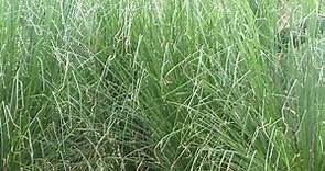 Vetiver Grass (Chrysopogon zizanioides) Balancing, Calming, Grounding, Anti inflammatory, Immune