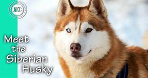 Meet the Siberian Husky