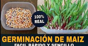 cómo hacer germinación de semillas de maíz / método infalible/ ¡ explicado paso a paso !