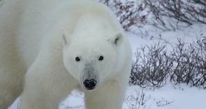 Oso polar: qué es, características, hábitat, alimentación, reproducción