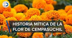 Flor de Cempasúchil, una tradición de origen prehispánica