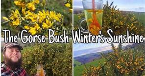 The Gorse Bush - Edible Flowers & Tea All Year Round ☀️Gorse Facts Uses & Folklore