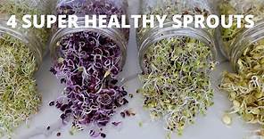 How To Grow Sprouts at Home | 4 Super Healthy Sprouts