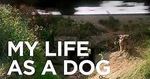 @ManseboArte Trailer MINHA VIDA DE CACHORRO (Mitt liv som hund), de Lasse Hallström, 1985.