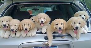 Golden Retriever Puppies That Will Make You Laugh Countless Times