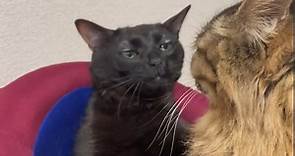 ¿Ha visto este gato? Revelan el origen del meme de gato negro viral en TikTok