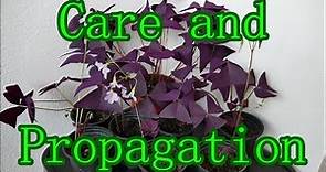 Oxalis Triangularis Care And Propagation (With Time Lapse)