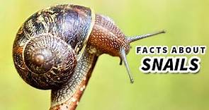 Snail Facts: Learn About the LAND SNAIL 🐌 Animal Fact Files