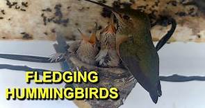 Hummingbird Babies Successfully Leave the Nest