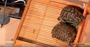 Tout savoir sur les tortues ! Ensemble c'est mieux #09