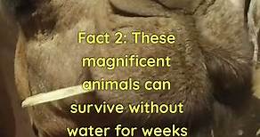 Camel Facts Incredible Adaptations and Surprising Abilities