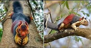 The Multicolored Indian Giant Squirrel Almost Looks Too Beautiful To Be Real