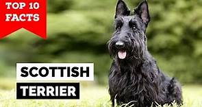 Scottish Terrier - Top 10 Facts