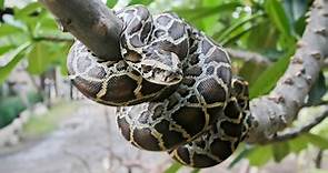 Burmese Python