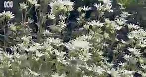 Wild flannel flowers create eye-catching sight in huge display near Port Macquarie