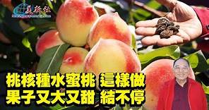 水密桃用桃核種，這樣做，果子又大又甜結不停！