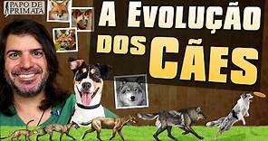 A evolução dos cães