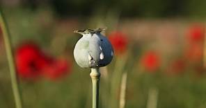 Why Opium Poppy Fields Are Rare in the US