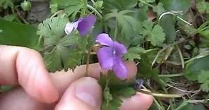 Wild purple violets: Another useful yard "weed"