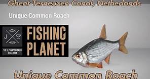 Unique Common Roach - Ghent-Terneuzen Canal, Netherlands - Fishing Planet Guide
