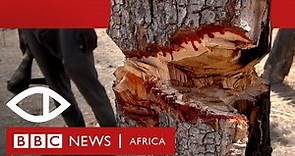 The Trees That Bleed: How rosewood is smuggled from Senegal into Gambia - BBC Africa Eye documentary