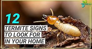 12 Signs You May Have Termites | Termite Signs to Look for in Your Home