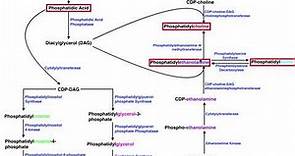 Lipid Biosynthesis | Phospholipid Synthesis 2: Cholines, Serines, & Ethanolamines