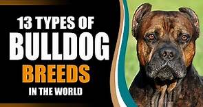 13 TYPES OF BULLDOG BREEDS IN THE WORLD!!!!